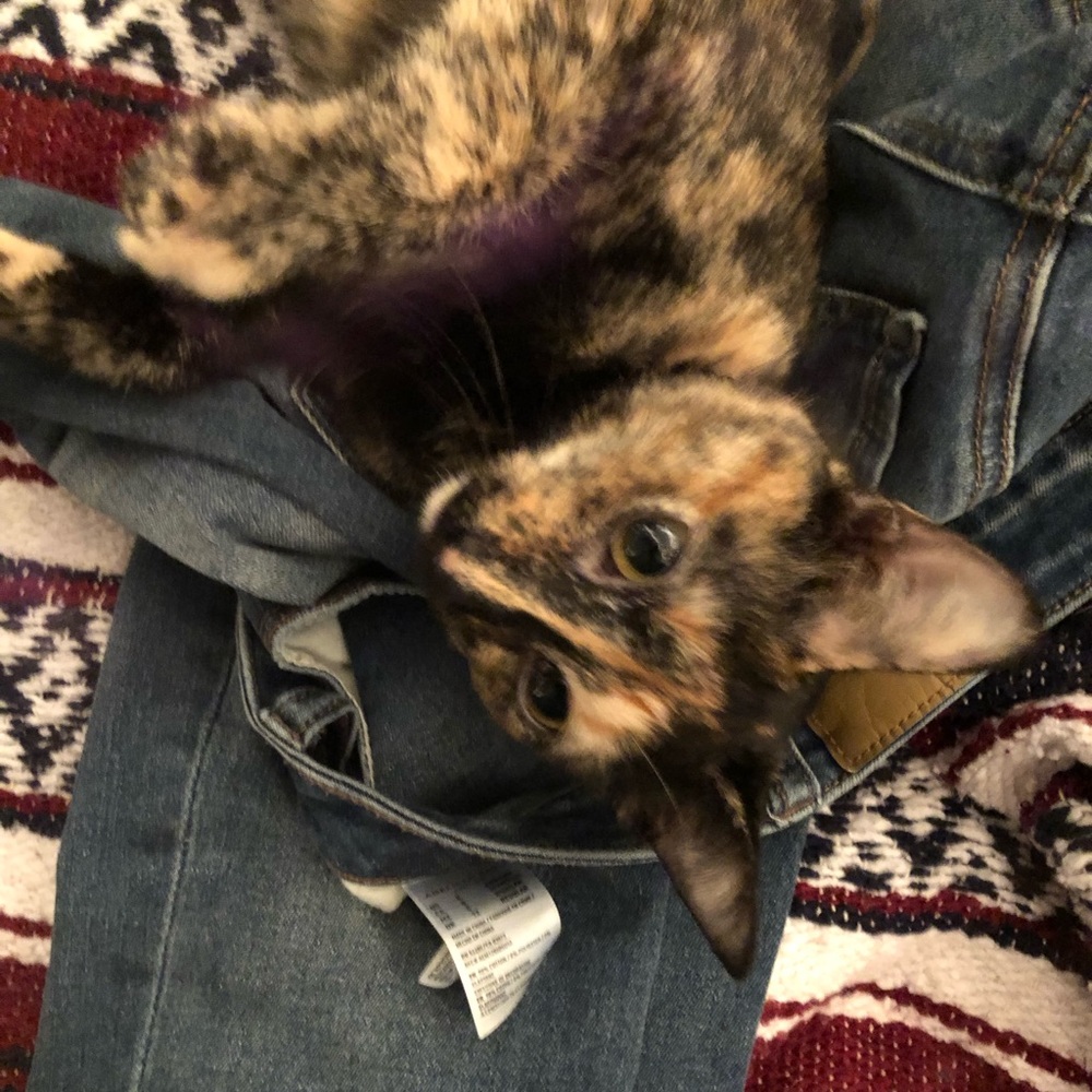 selling cute AE jeans against my cats wishes